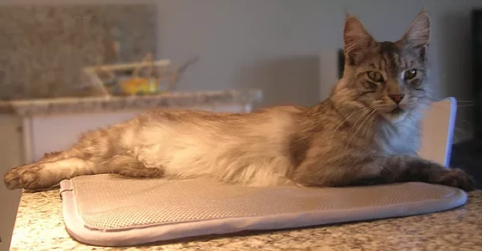 Matelas Anti-escarres Confort4pattes – Image 3