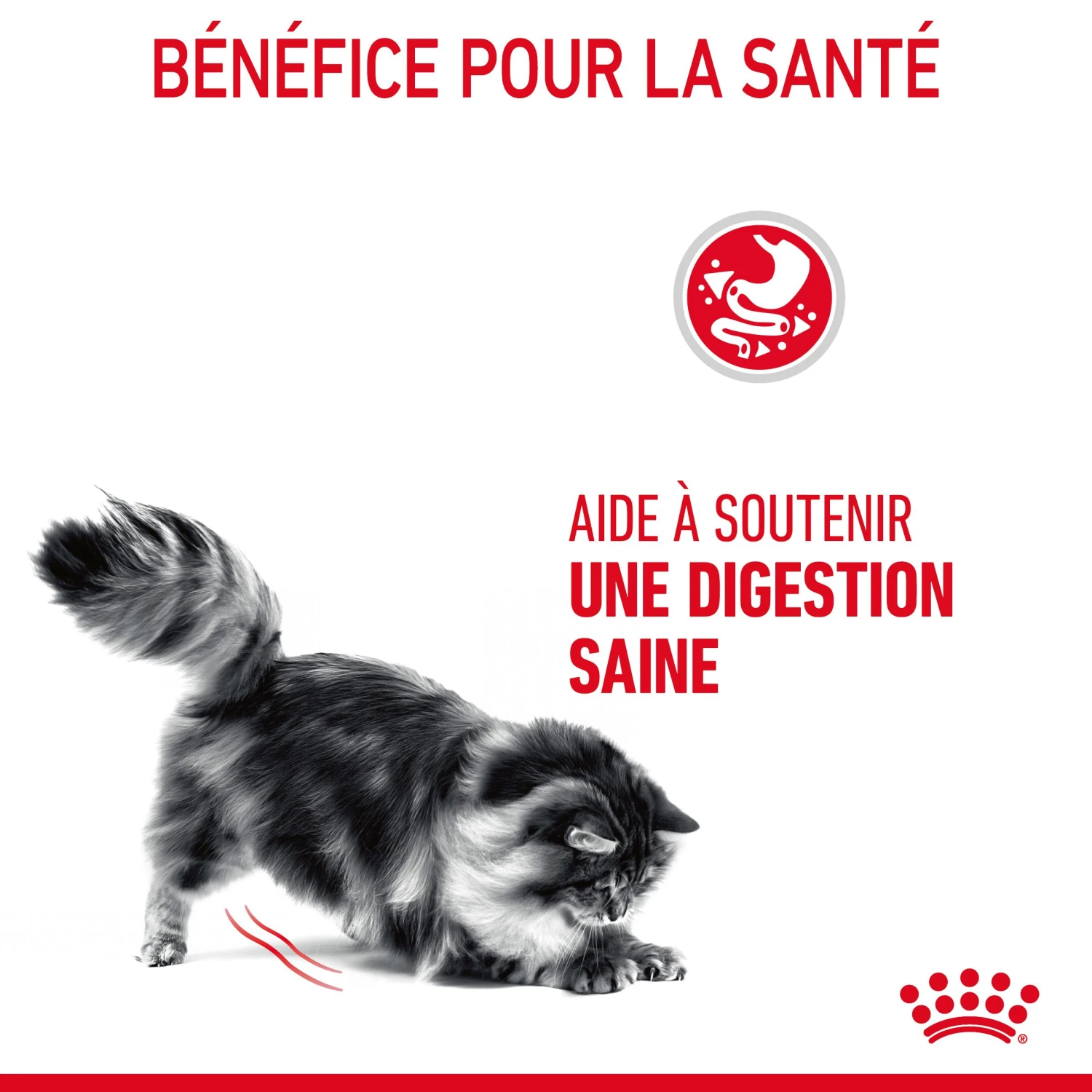 Royal Canin Digestive Care Pour Chat 4kg – Image 7