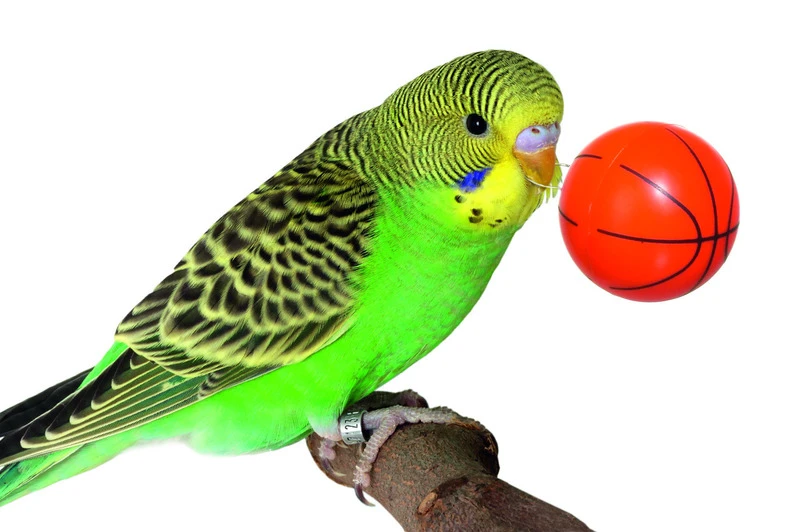 Karlie Flamingo Jouet Pour Oiseaux Street Ball 20 X 20 X 20 Cm – Image 2